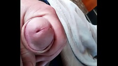 Midday  cock  squeeze Thumb
